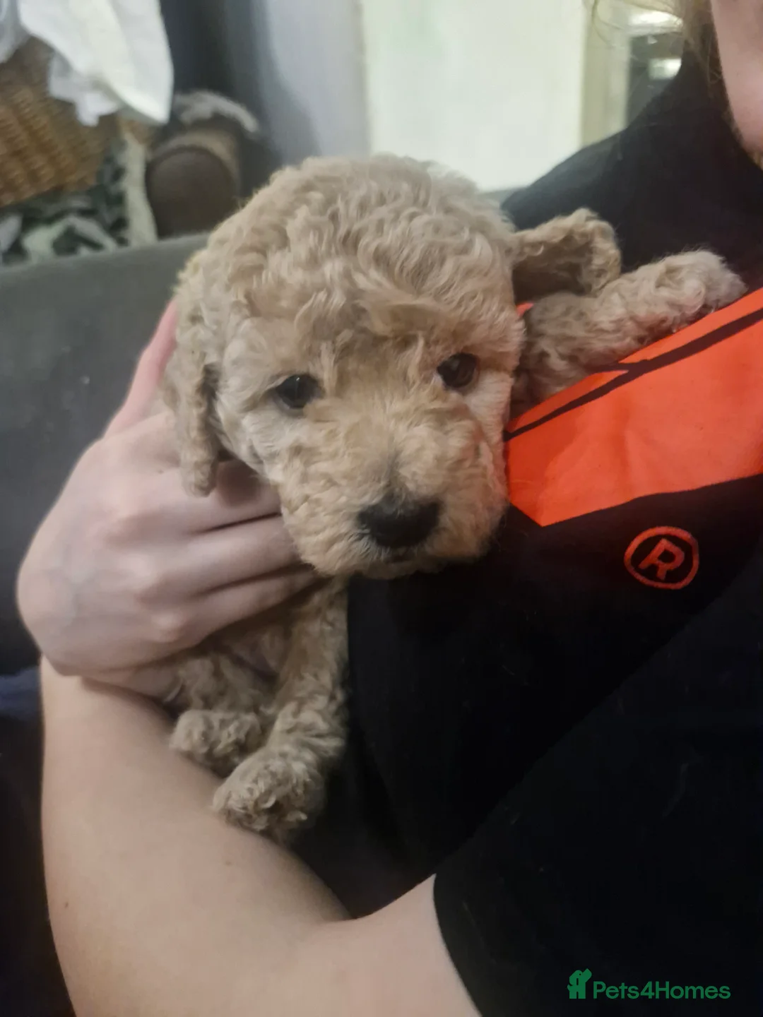 Cockapoo dogs for sale:  Cockapoo puppies F2B - Advert 8