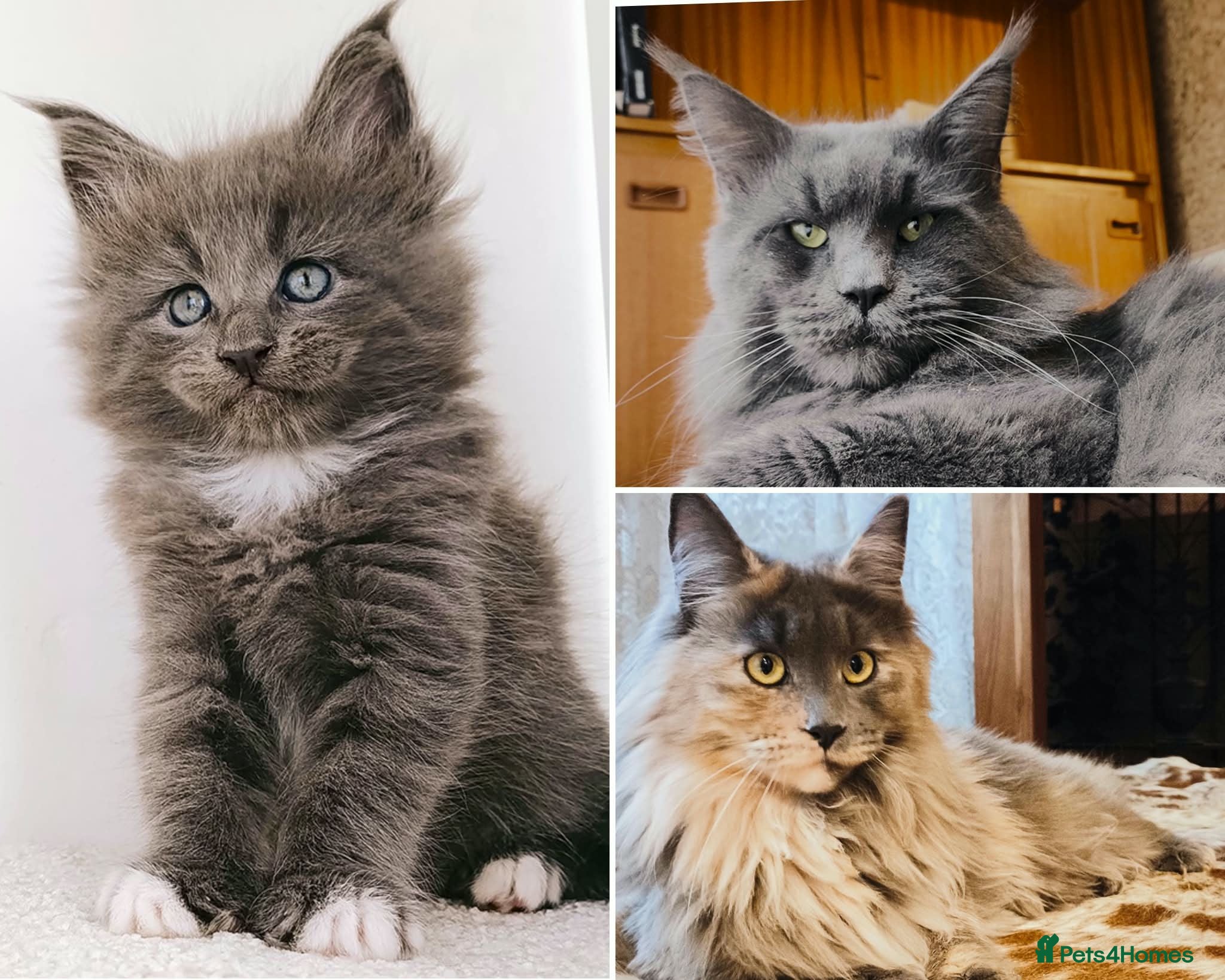 Maine Coon cats 1 girl left -DNA health tested Maine coon kittens  - Advert 1