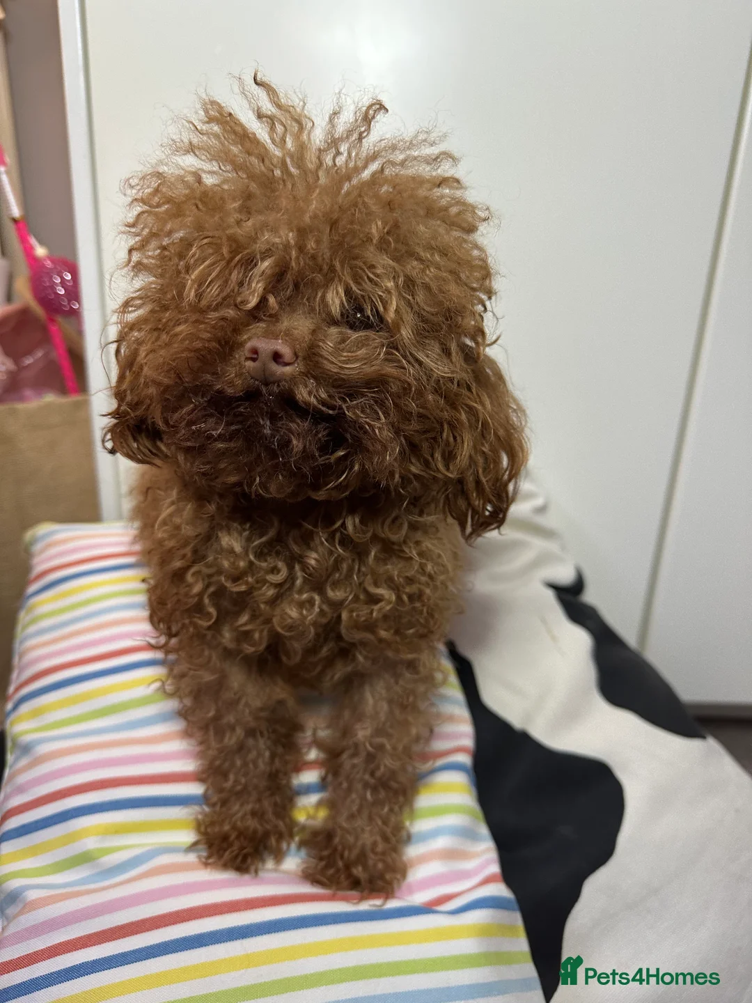 Toy Poodle dogs for stud: Kc toy poodle stud  - Advert 3