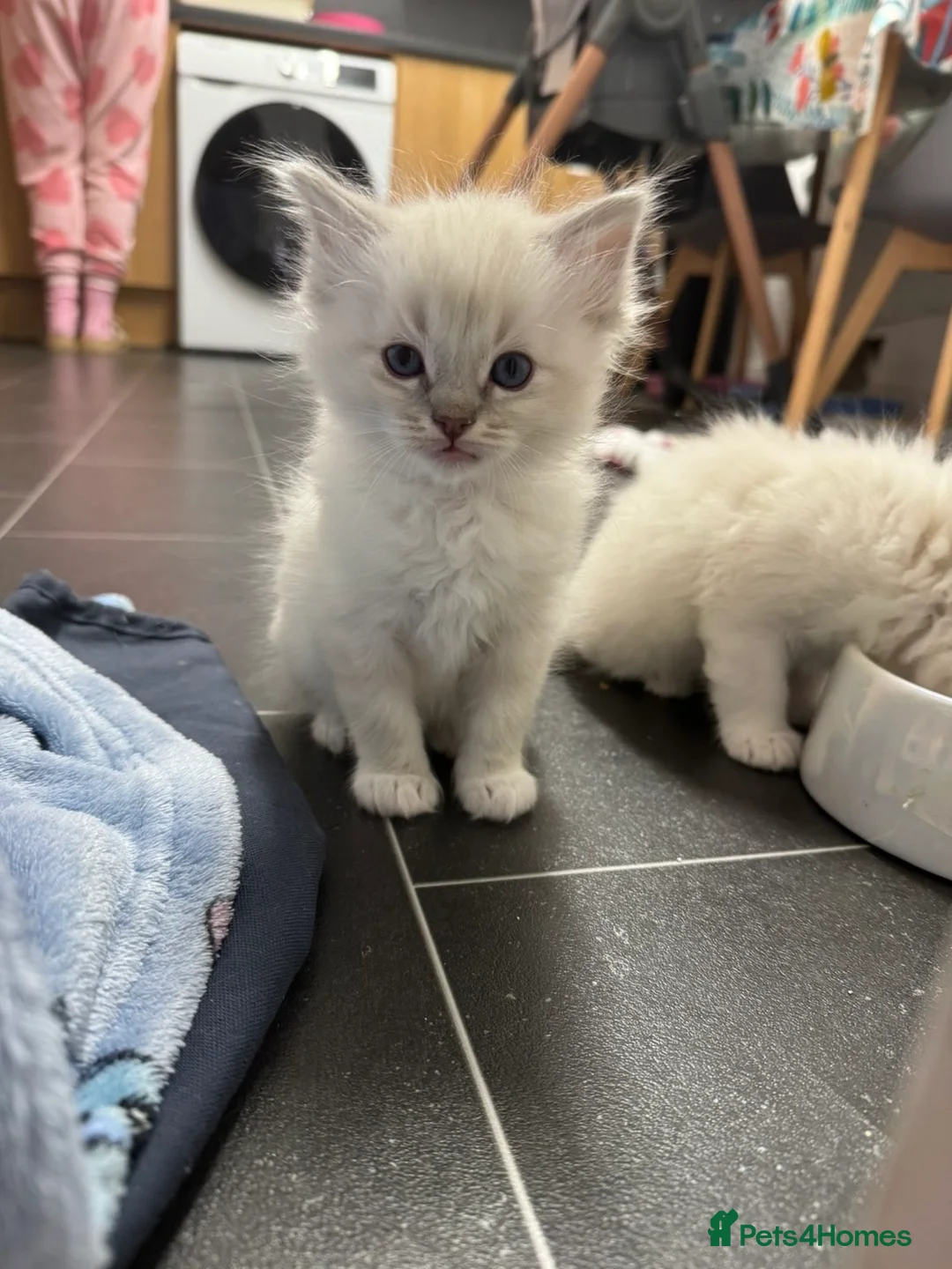 Ragdoll cats for sale: 4 Male Ragdoll Kittens  - Advert 9