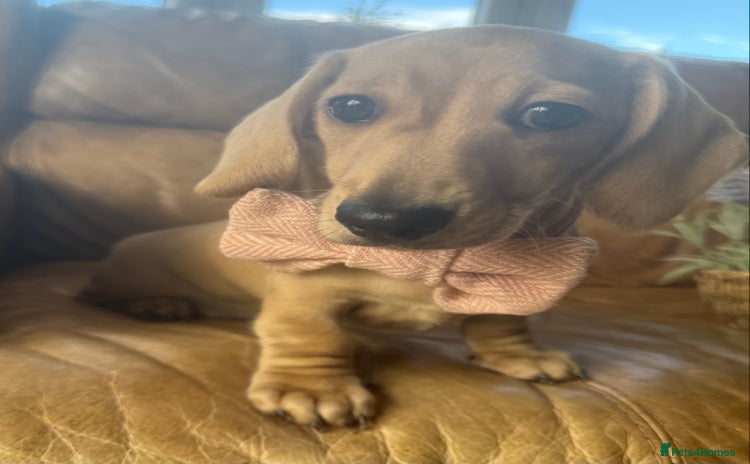 Miniature Dachshund dogs - Advert 5