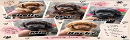 Mixed Breed dogs for sale: Cockapoo x Chihuahua mix puppies 🐶  - Advert 2
