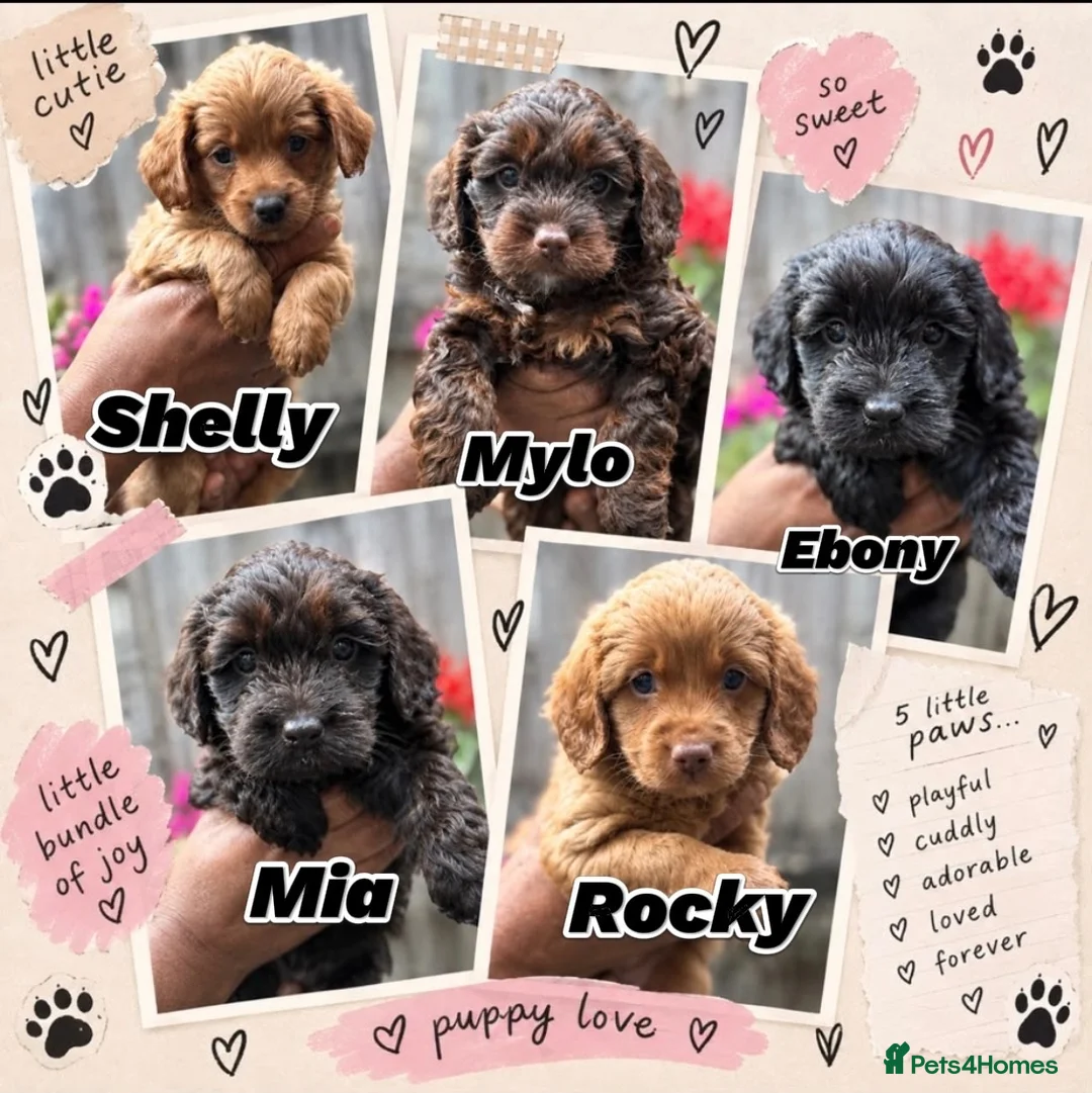 Mixed Breed dogs for sale: Cockapoo x Chihuahua mix puppies 🐶  - Advert 2