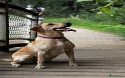 Labrador Retriever dogs for sale: Stunning, White/Yellow KC Registered Labrador Pups - Image 4
