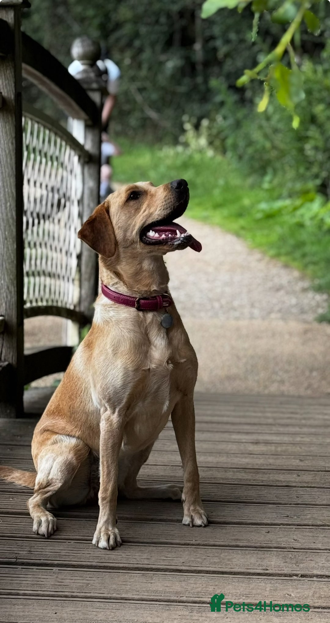 Labrador Retriever dogs for sale: Stunning, White/Yellow KC Registered Labrador Pups - Image 4
