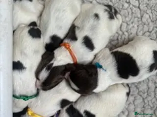 English Springer Spaniel dogs Stunning KC Reg ESS puppies with FTCH sire. - Advert 1