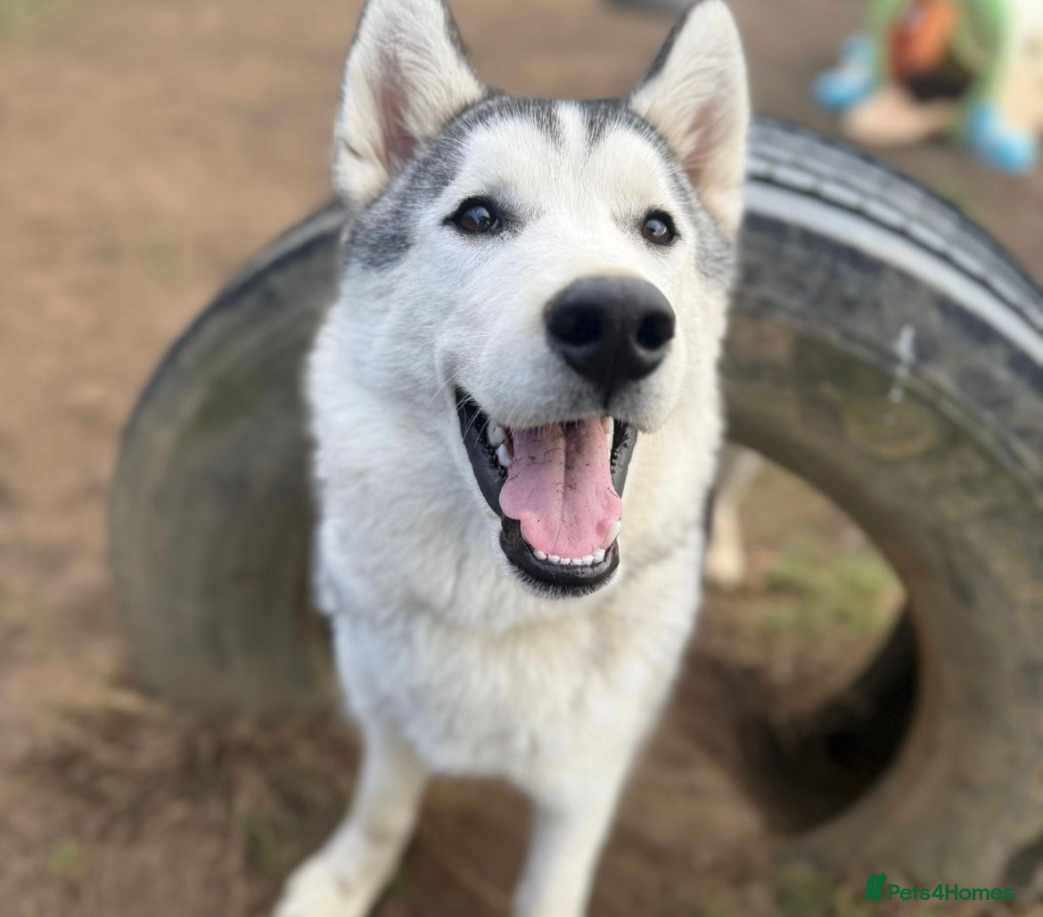 Siberian Husky dogs 🩵 Heartbreaking Rehoming 7 Month-Old Husky Pup 🩵 - Advert 1