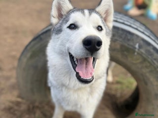 Siberian Husky dogs 🩵 Heartbreaking Rehoming 7 Month-Old Husky Pup 🩵 - Advert 1