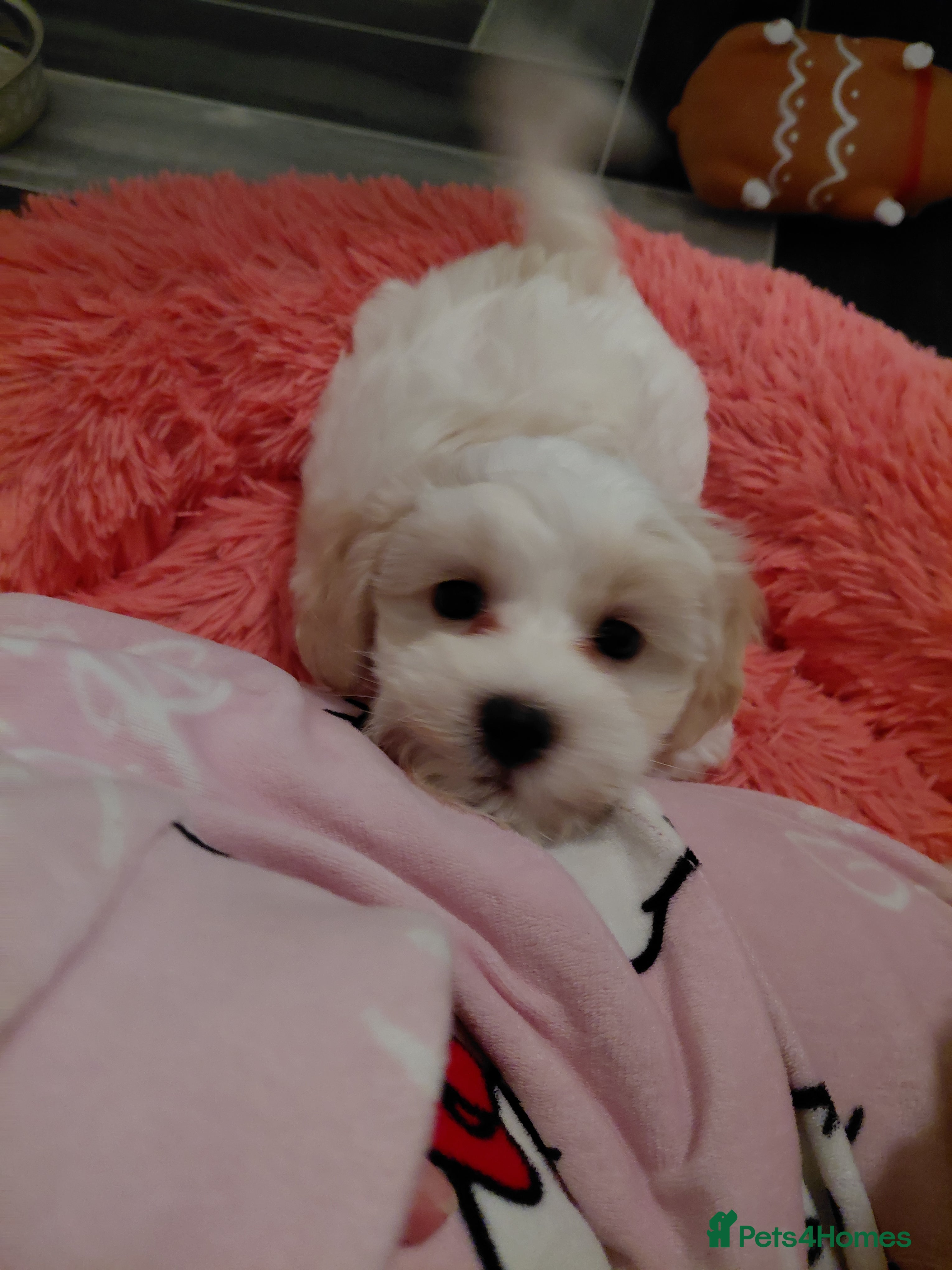 Maltipoo dogs F1 tiny adorable maltipoo  - Advert 3