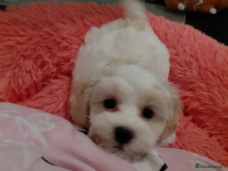 Maltipoo dogs F1 tiny adorable maltipoo - Advert 3