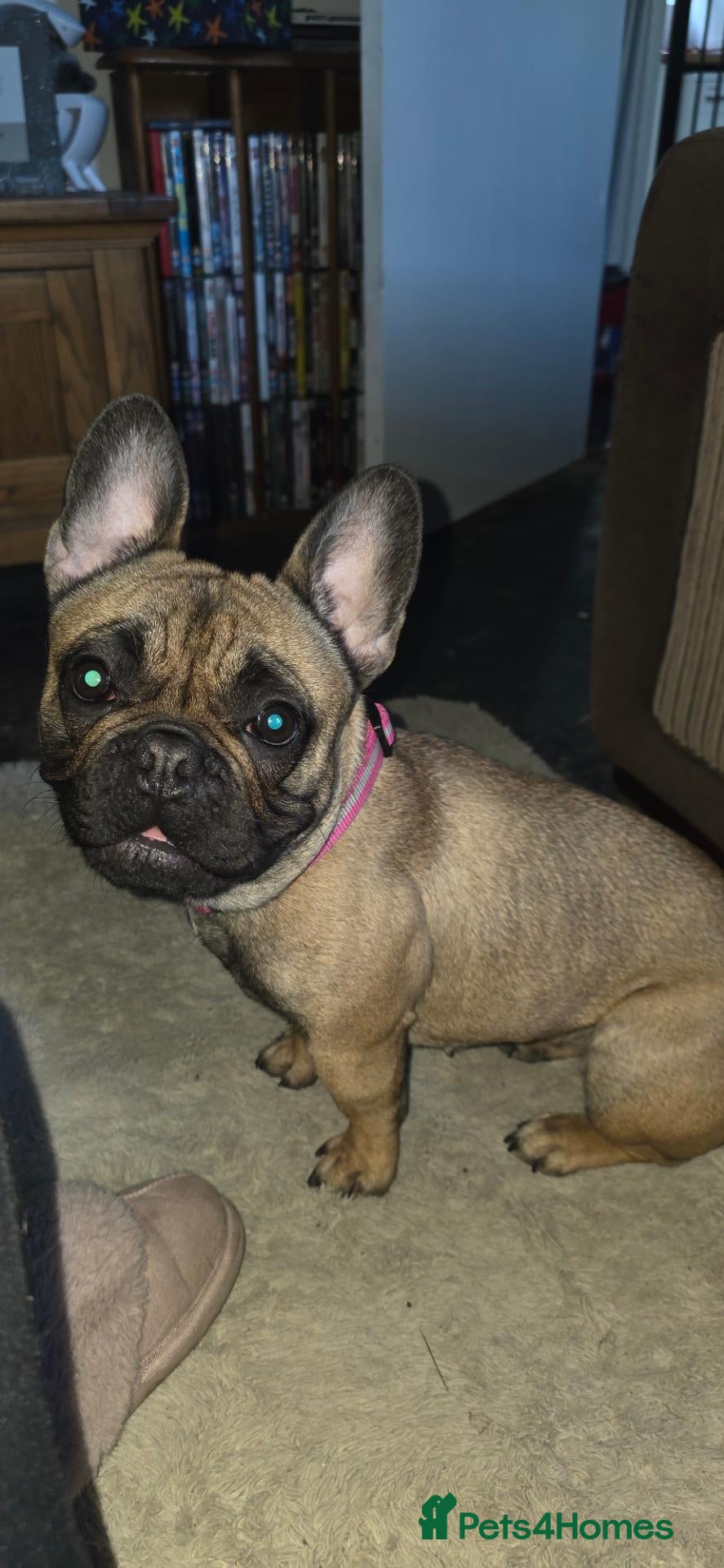 French Bulldog dogs Lovely French bulldog girl 2 years in January  - Advert 1