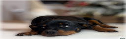 Rottweiler dogs for sale: ROTTWEILER PUPPIES. KC REGISTERED. FREE INSURANCE. - Advert 19