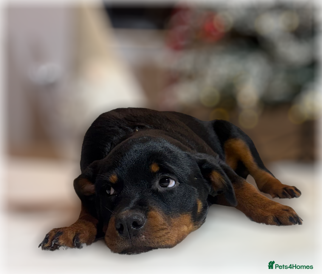 Rottweiler dogs for sale: ROTTWEILER PUPPIES. KC REGISTERED. FREE INSURANCE. - Advert 19