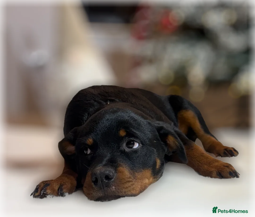 Rottweiler dogs for sale: ROTTWEILER PUPPIES. KC REGISTERED. FREE INSURANCE. - Advert 19