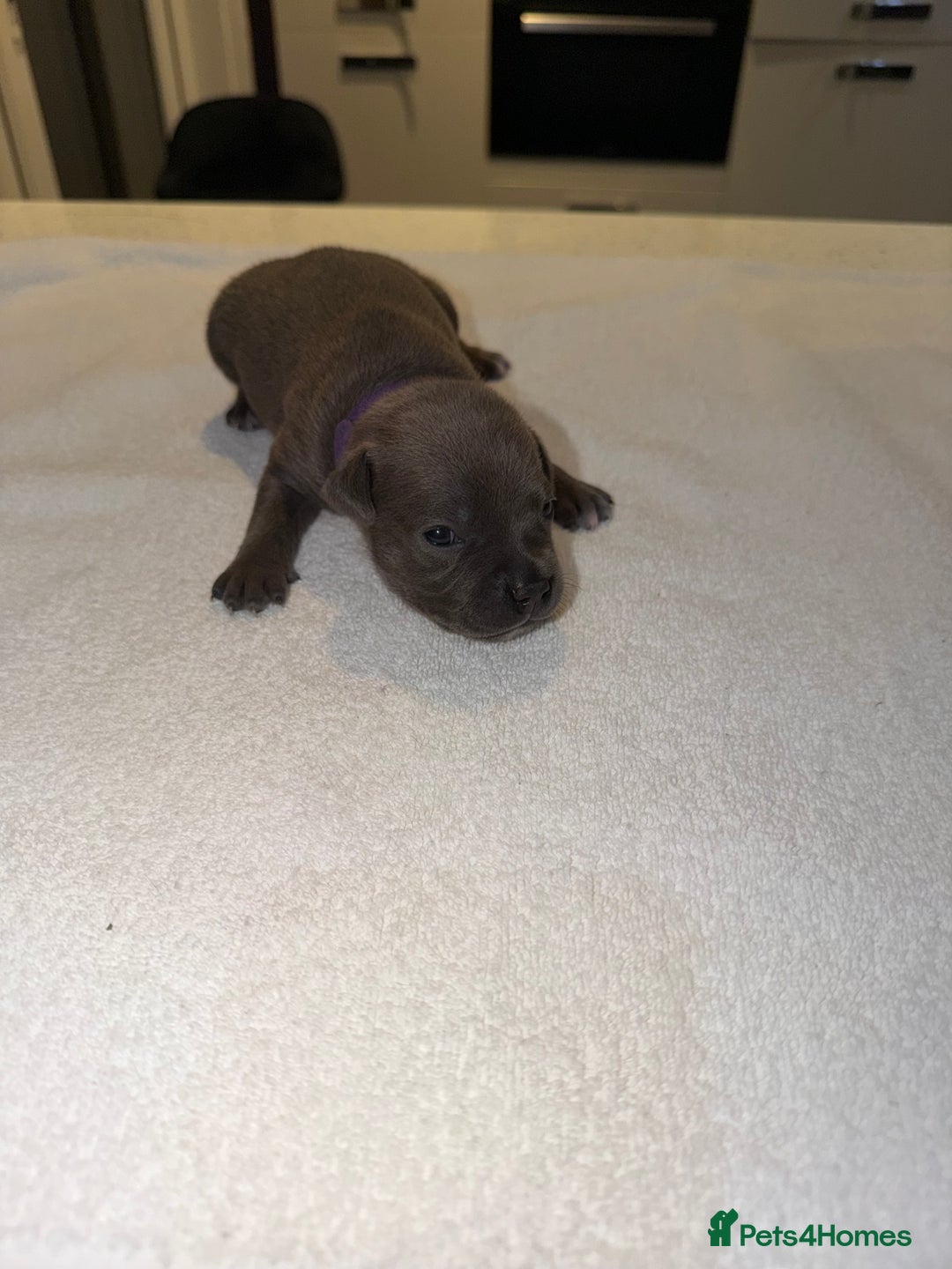 Staffordshire Bull Terrier dogs for sale: 💙Blue x Rare Fawn Staffordshire Bull Terrier Pups - Advert 29