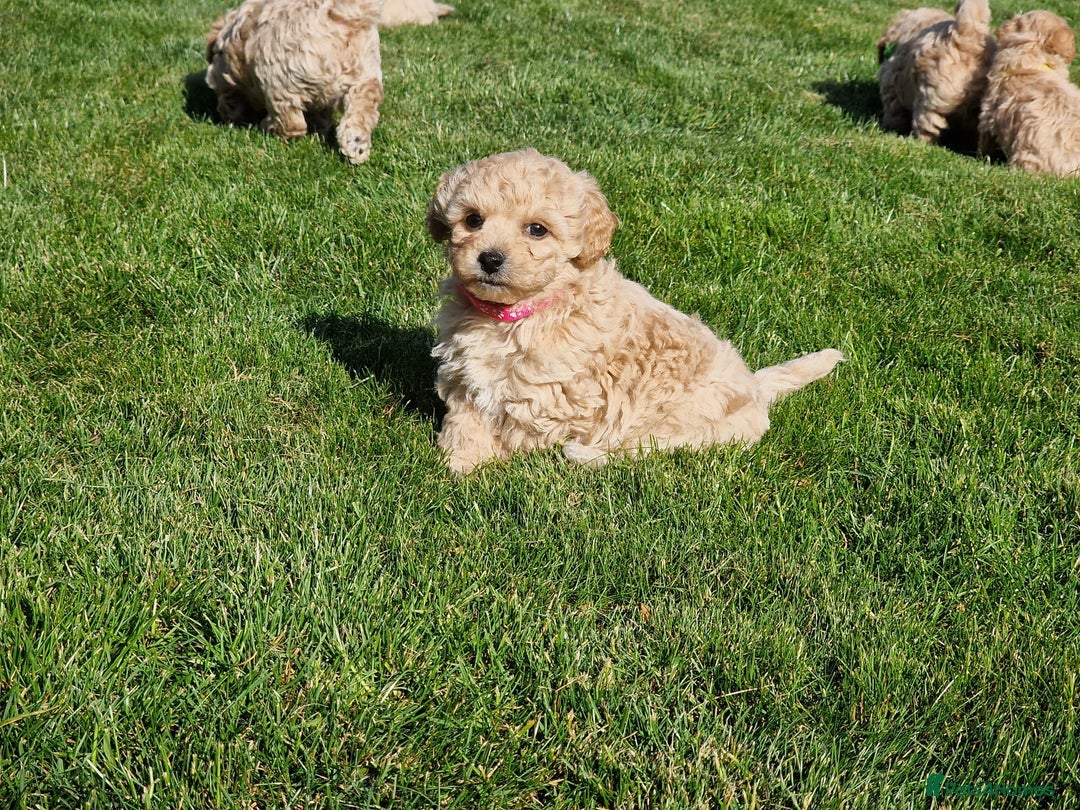 Poochon dogs for sale: Beautiful Poochon Puppies  in Carmarthen - Image 9
