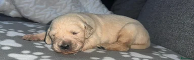 Golden Retriever Puppy 2