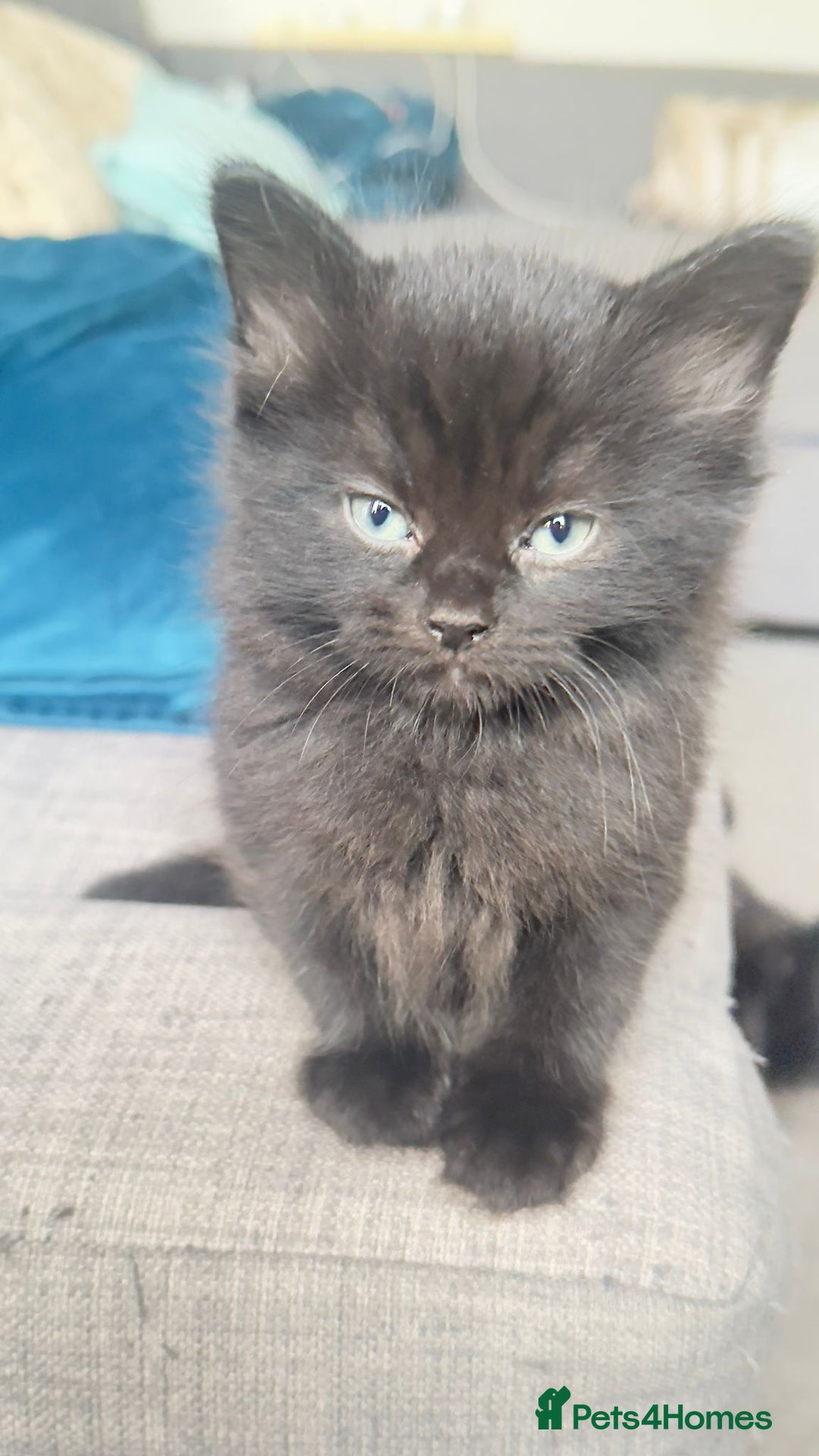 British Shorthair cats for sale: Kittens - Image 2