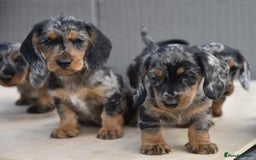 Dachshund dogs for sale: Wire-haired dachshund pups - Image 4