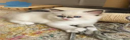 Ragdoll cats for sale: Ragdoll Kittens - Seal Point & Blue Bicolour - Advert 5