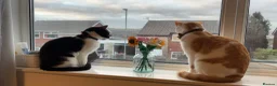 British Shorthair cats for sale: Two adult cats - must go together  - Advert 3