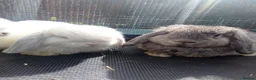 Mini Lop rabbits for sale: Mini Lop Bunnies Ready to leave 12/05 - Advert 4
