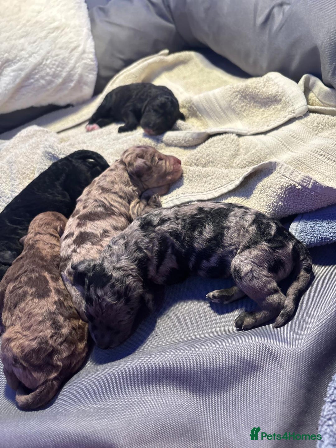 Mixed Breed dogs for sale: Merle Goldendoodle x Irish doodle - Advert 11