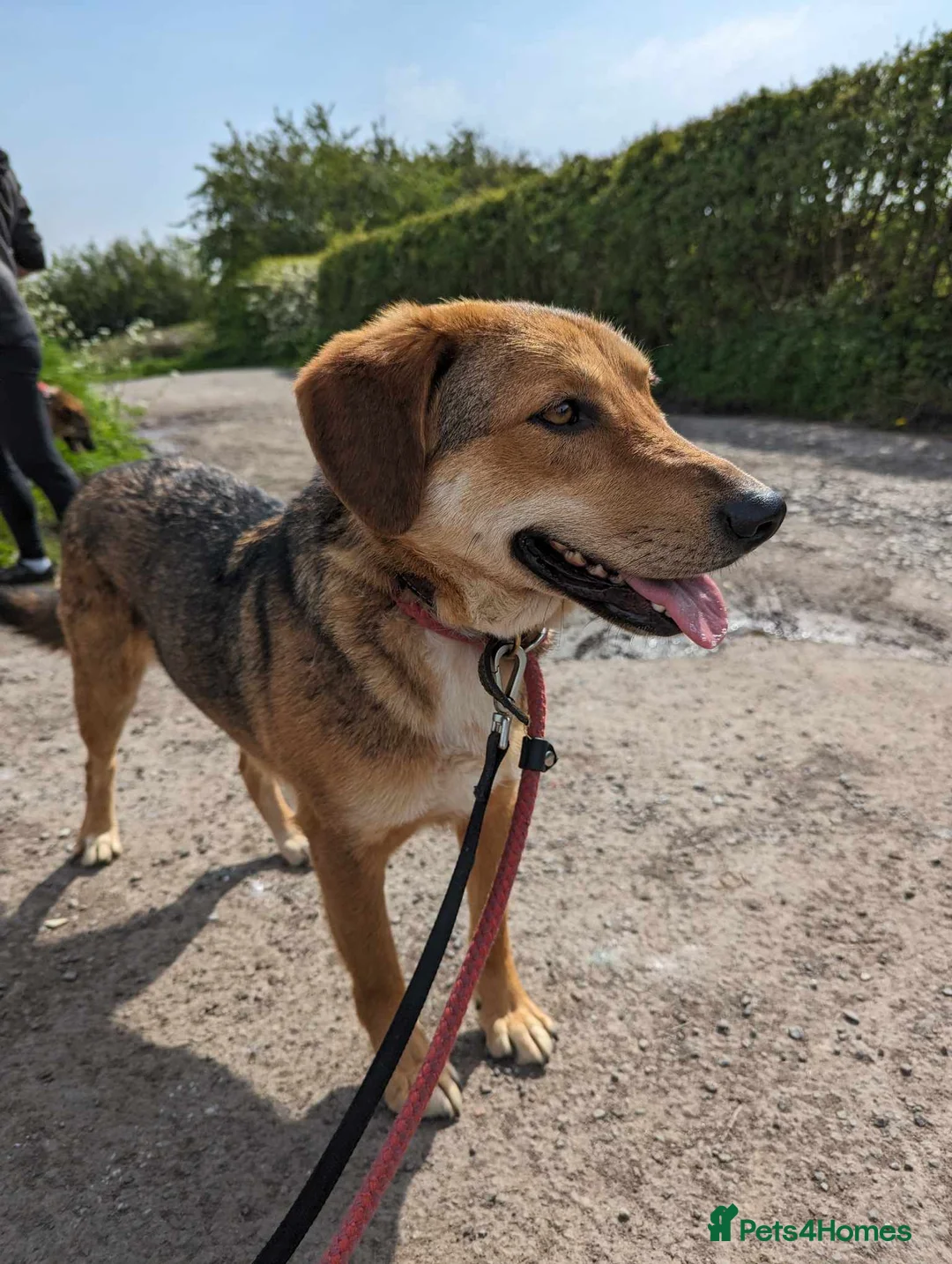 Mixed Breed dogs for adoption: Meet Shiloh, currently residing in Cheshire  in Nantwich - Advert 12