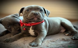 Staffordshire Bull Terrier dogs for sale: Ready for Their Forever Homes Now - Image 7