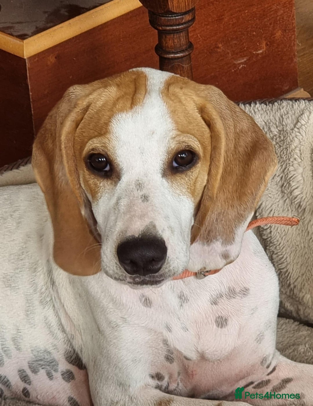 Mixed Breed dogs for adoption: Lucky – The Wibbly Woobly Pointer puppy  - Image 1