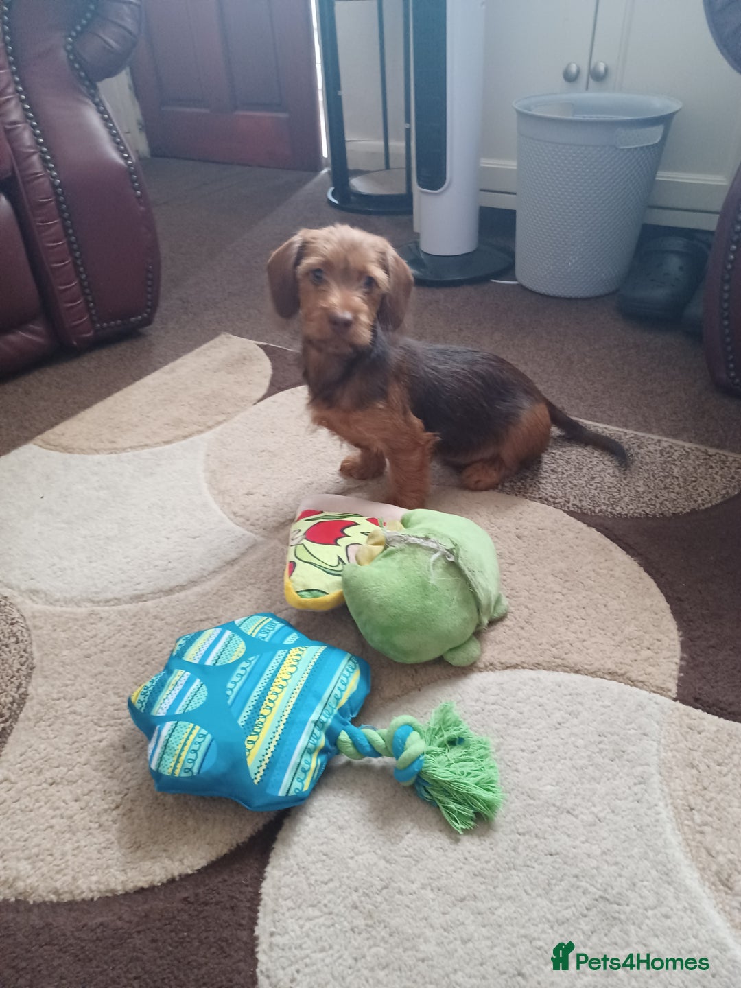 Doxiepoo dogs for sale: Gorgeous Puppies- Fully Vaccinated  - Image 3