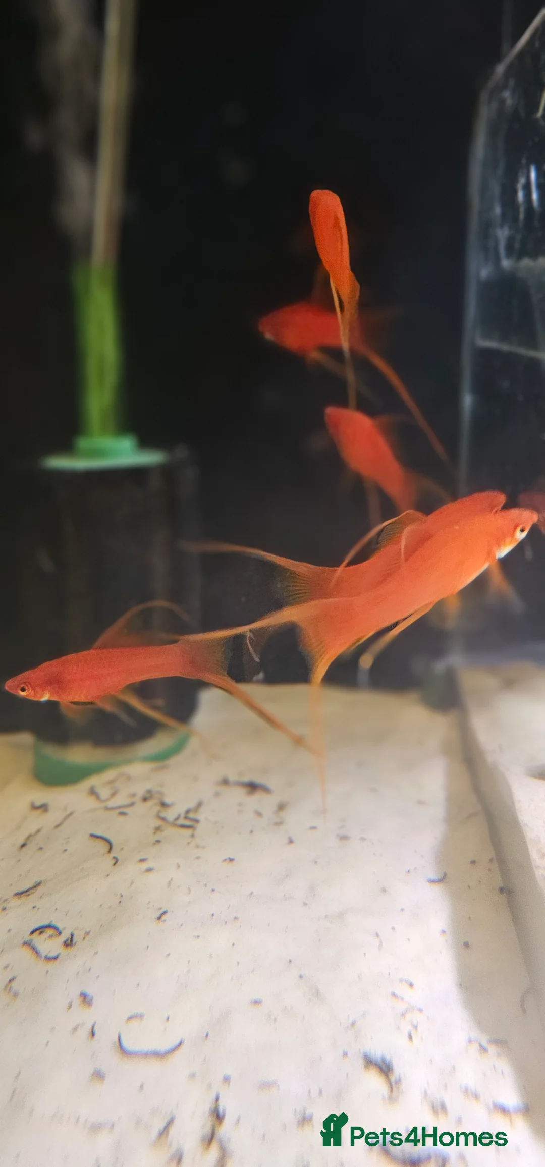 Swordtails fish for sale: Lyretail Male Adult Swordtails – Homebred - Advert 2