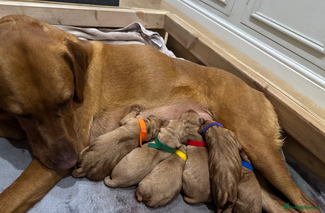 Labrador Retriever dogs for sale: KC Fox Red Labrador Litter.  - Image 2