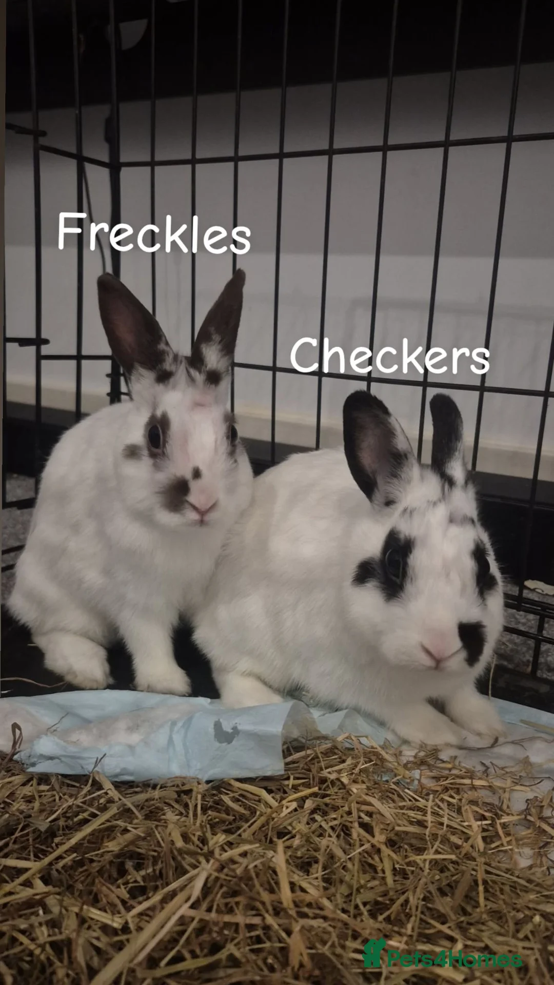 Mixed Breed rabbits for sale: Range of rabbits available  in Manchester - Advert 2