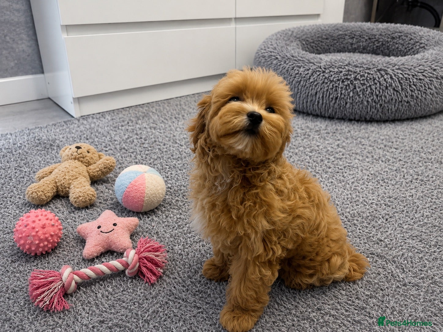 Maltipoo dogs Tiny Asian Maltipoo. DNA tested parents. - Advert 2