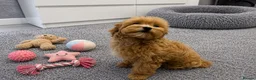 Maltipoo dogs for sale: Tiny Asian Maltipoo. DNA tested parents. - Advert 6