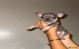 French Bulldog dogs for sale: BLUE & CREAM/TAN Isabella/pink carrying. - Image 32