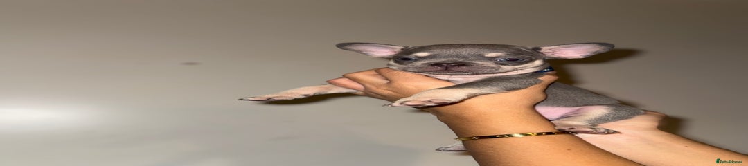 French Bulldog Puppy 5