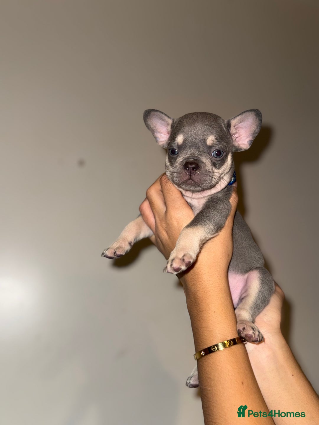 French Bulldog dogs for sale: BLUE & CREAM/TAN Isabella/pink carrying. - Image 32