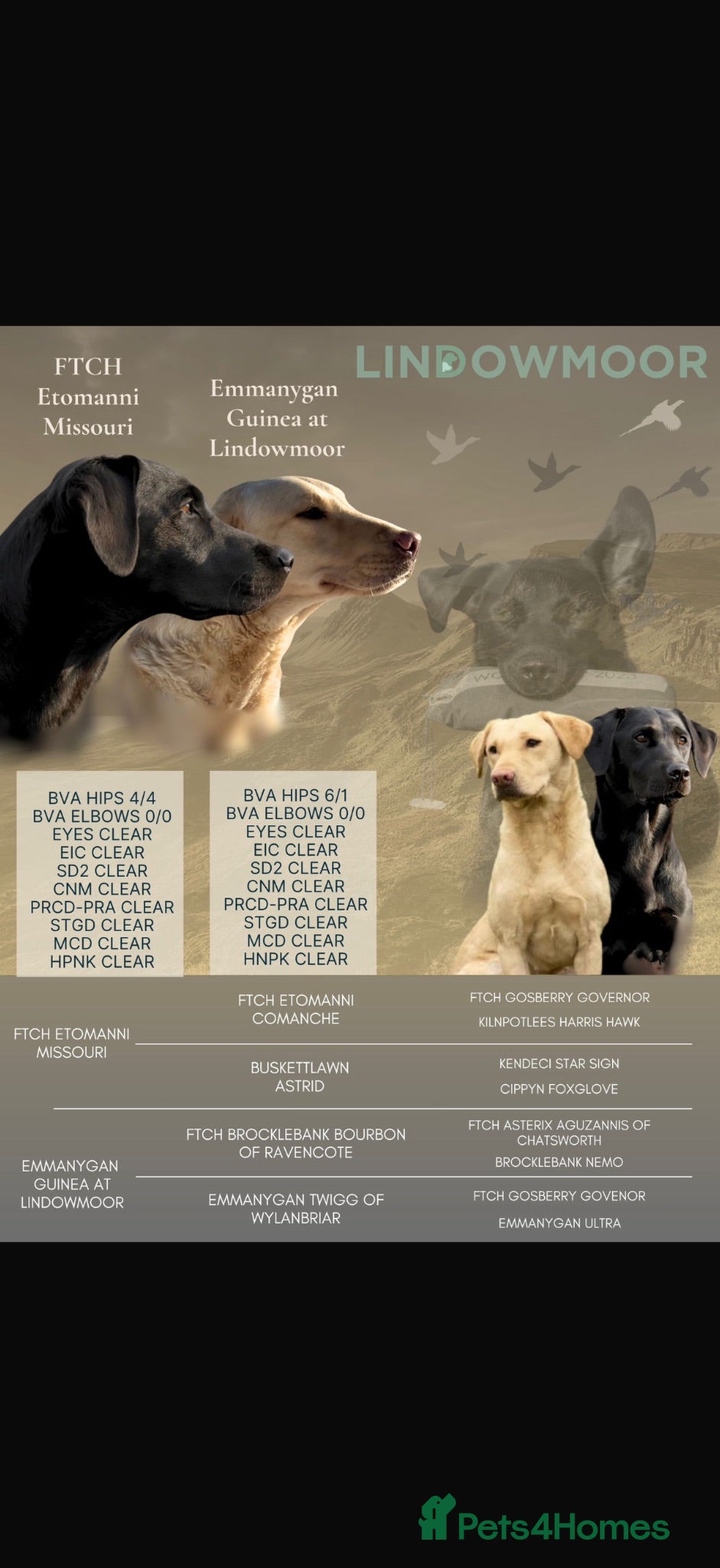 Labrador Retriever dogs Beautiful lab pups for sale. From superb parents  - Advert 1