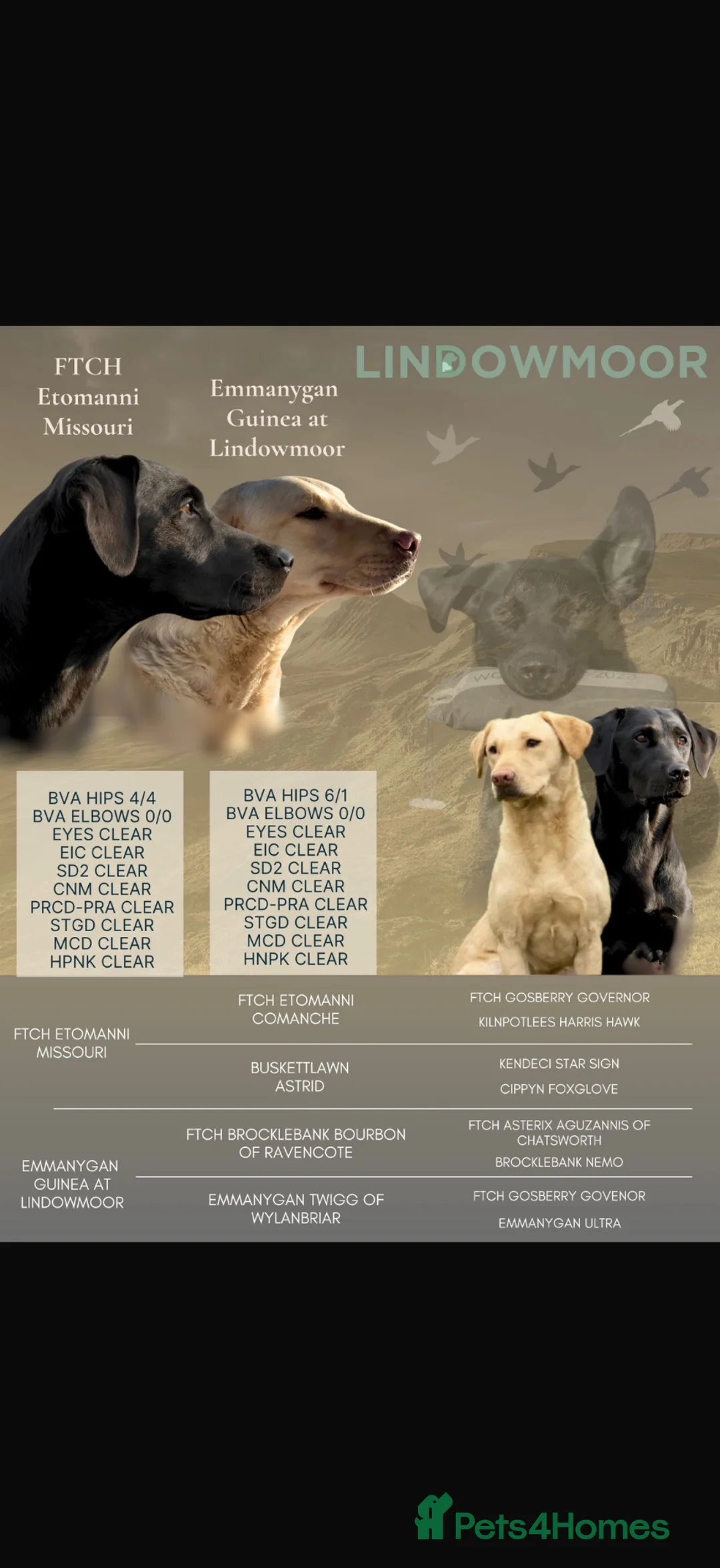 Labrador Retriever dogs for sale: Beautiful lab pups for sale. From superb parents  - Advert 1