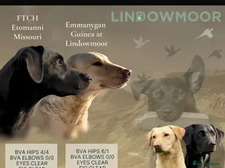 Labrador Retriever dogs Beautiful lab pups for sale. From superb parents - Advert 1