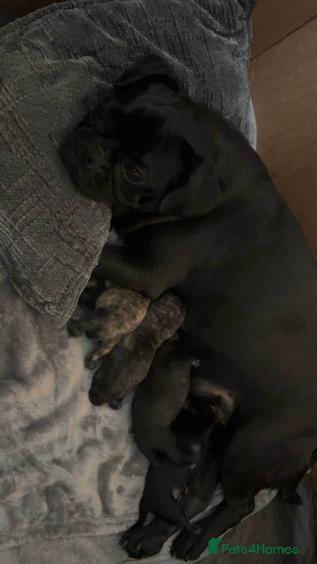 Frug dogs for sale: Frugs - Image 1