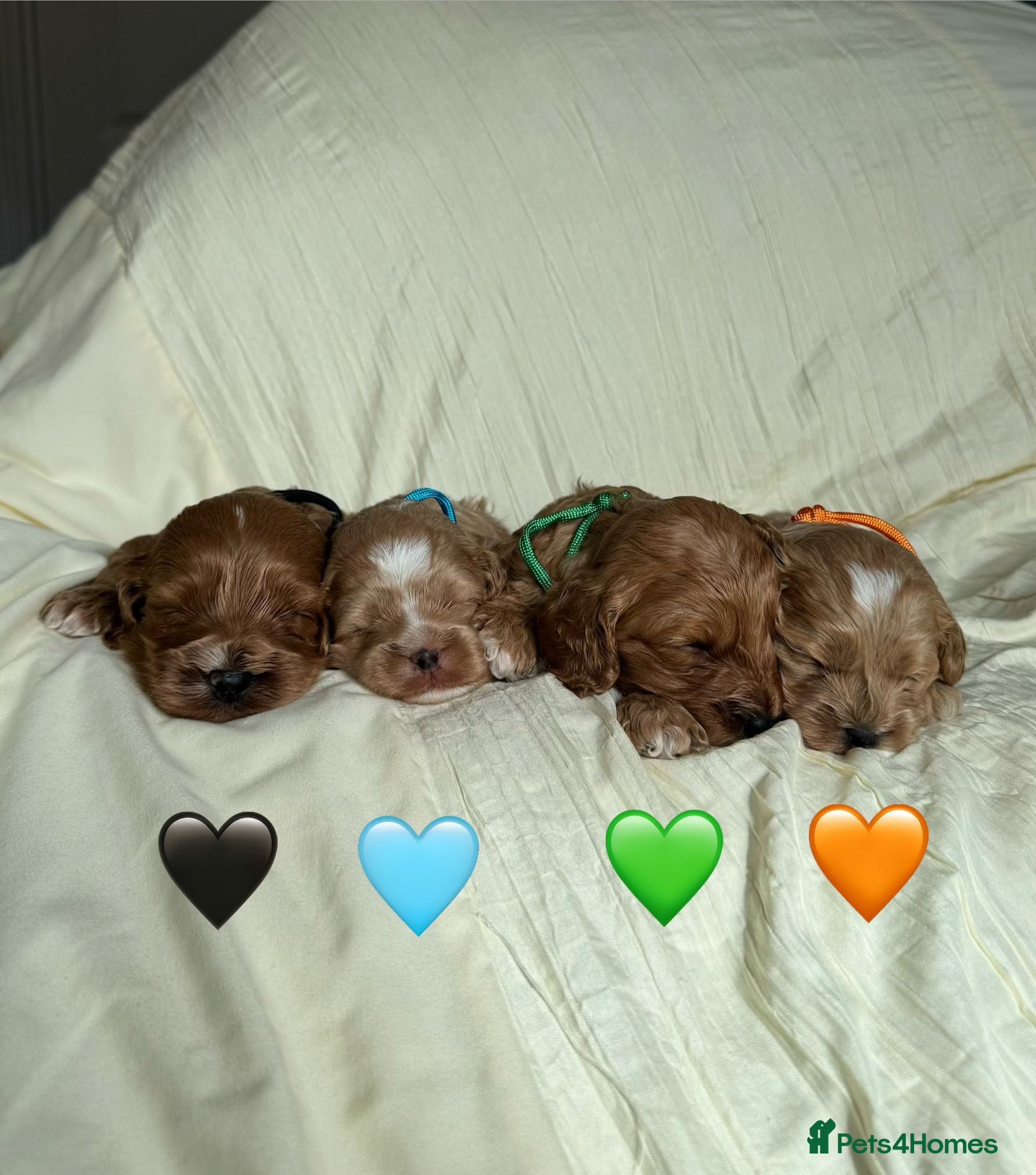 Cavapoo dogs Stunning F2 Cavapoo puppies 🩵🧡💚🖤 - Advert 1