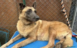 Mixed Breed dogs for adoption: Ava. Norwich Norfolk  - Image 6