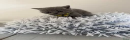 British Shorthair cats for sale: Stunning British Shorthair Blue Kittens Ready  - Advert 22