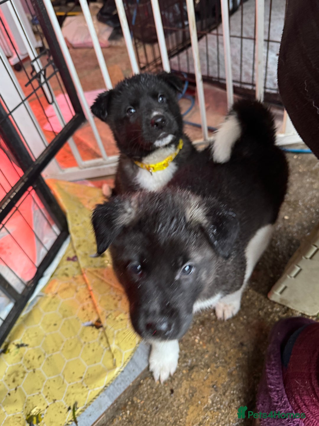 Akita dogs for sale: Black Mask American Akita Puppies - Advert 24