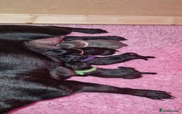 Staffordshire Bull Terrier dogs for sale: KC Staffordshire Bull Terrier Puppies 🖤 - Image 7
