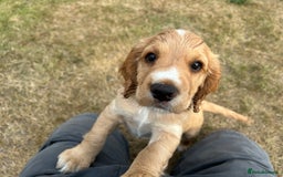 Cocker Spaniel dogs for sale: Working Cocker ( + bit of show and clumber) - Image 7