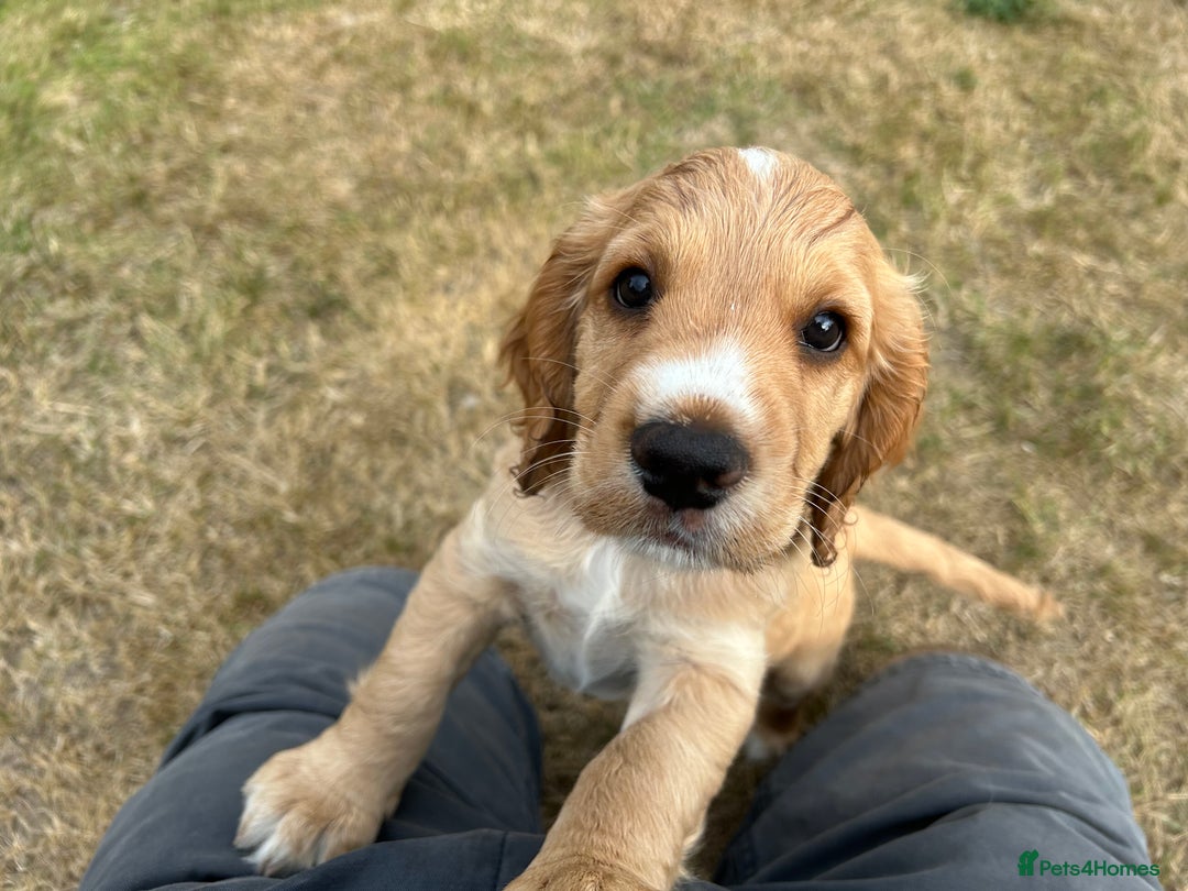 Cocker Spaniel dogs for sale: Working Cocker ( + bit of show and clumber) - Image 7